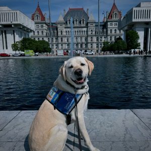 A yellow Labrador Retriever wearing a blue assistance dog vest sits on a marble ledge in front of a reflective pool. Behind the dog is a large, historic building with red-roofed towers and intricate architecture.